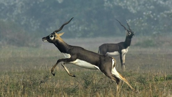 An Indian blackbuck, also known as the Indian antelope, jumps in a field near Bhetnoi village in Odisha.(AFP) An Indian blackbuck, also known as the Indian antelope, jumps in a field near Bhetnoi village in Odisha.(AFP)