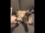 A screengrab from the video posted on Reddit that shows a cat sleeping in a very funny position. (reddit/@Volko) A screengrab from the video posted on Reddit that shows a cat sleeping in a very funny position. (reddit/@Volko)
