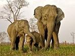 Asian elephants have long been used in religious and spiritual activities; they work for forest departments and are often tourist attractions. (Shutterstock) Asian elephants have long been used in religious and spiritual activities; they work for forest departments and are often tourist attractions. (Shutterstock)