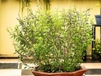Tulsi leaves are packed with vitamins A, C and K and minerals like calcium, magnesium, phosphorus, iron and potassium. It also has loads of protein and fibre.(Pixabay) Tulsi leaves are packed with vitamins A, C and K and minerals like calcium, magnesium, phosphorus, iron and potassium. It also has loads of protein and fibre.(Pixabay)
