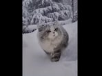 The ‘majestic kitty’ whose video was uploaded on Reddit as it walks through snow.(reddit/@impetuous_panda)
