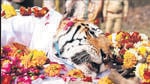 The Collarwali tigress was the most popular tigress among tourists at MP’s Pench Tiger Reserve. Her final rites were conducted on Sunday. (ANI) The Collarwali tigress was the most popular tigress among tourists at MP’s Pench Tiger Reserve. Her final rites were conducted on Sunday. (ANI)