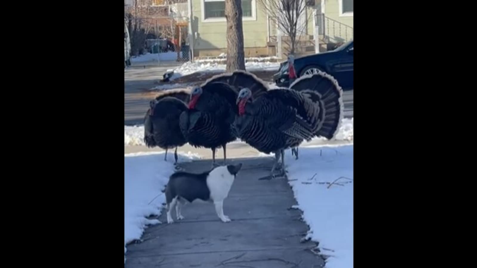 Dog protects home from 'neighbourhood bully' turkeys. Watch funny video |  Trending - Hindustan Times