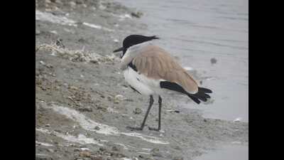 River Lawping at Soor Sarovar wetland (HT) River Lawping at Soor Sarovar wetland (HT)