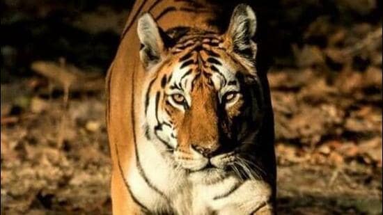 The tigress was ill for the past two days due to old age. She breathed her last at 6.15 pm on Saturday. (File Photo)