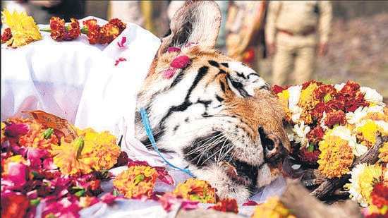 The Collarwali tigress was the most popular tigress among tourists at MP’s Pench Tiger Reserve. Her final rites were conducted on Sunday. (ANI)