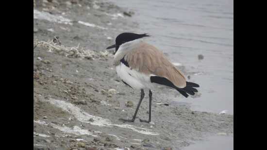 River Lawping at Soor Sarovar wetland (HT)