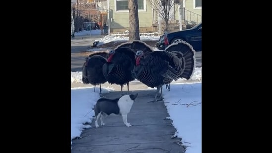 The dog looking at the ‘neighbourhood bully’ turkeys, moments before chasing them away.&nbsp;(tiktok/@breezybristylez)