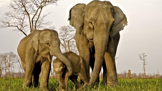 Asian elephants have long been used in religious and spiritual activities; they work for forest departments and are often tourist attractions.&nbsp;(Shutterstock)