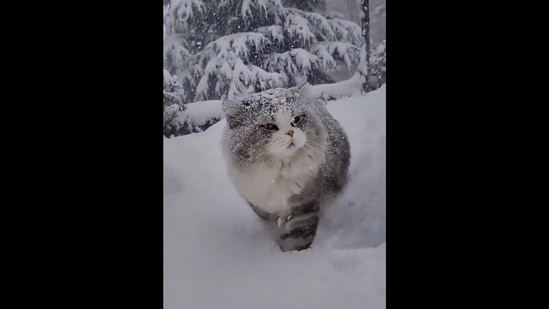 The ‘majestic kitty’ whose video was uploaded on Reddit as it walks through snow.(reddit/@impetuous_panda)