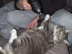 The catto looking at the camera while getting its paw massaged by a massage gun. (Jukin Media) The catto looking at the camera while getting its paw massaged by a massage gun. (Jukin Media)
