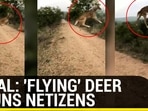 VIRAL: 'FLYING' DEER STUNS NETIZENS