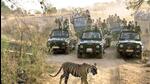 Ranthambore had 79 tigers in July 2021 when the state forest department conducted the last estimation. (HT Photo) Ranthambore had 79 tigers in July 2021 when the state forest department conducted the last estimation. (HT Photo)