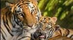 Madhya Pradesh has two facilities- Van Vihar in Bhopal and Mukundpur Tiger Safari in Satna - where rescued animals are kept on a temporary and permanent basis (FIle Photo/Representational image) Madhya Pradesh has two facilities- Van Vihar in Bhopal and Mukundpur Tiger Safari in Satna - where rescued animals are kept on a temporary and permanent basis (FIle Photo/Representational image)