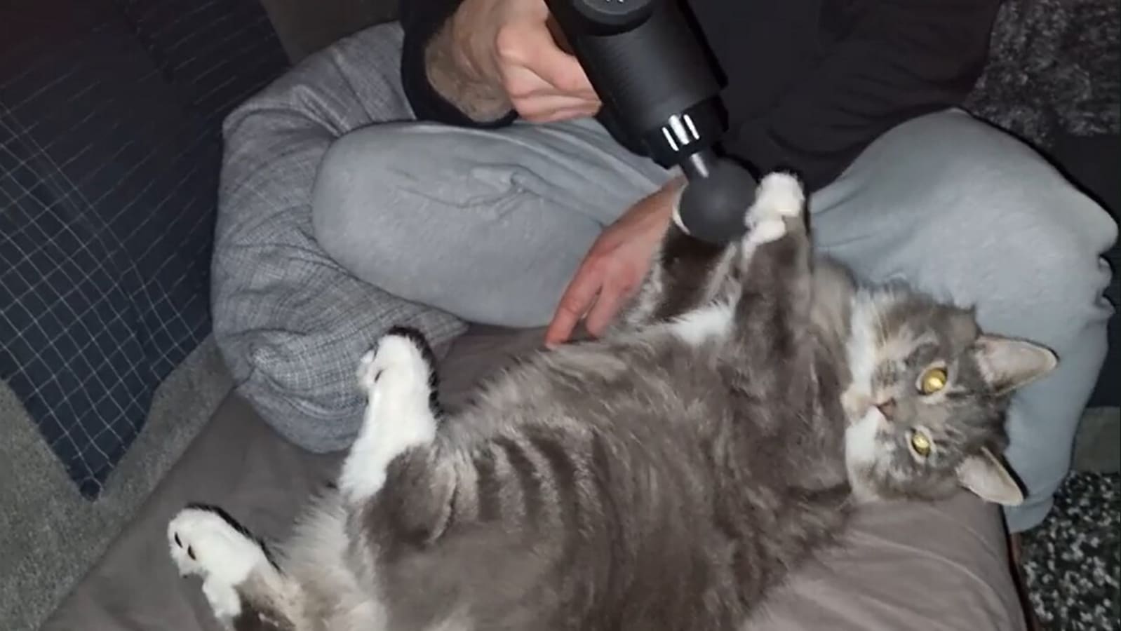 Cat Enjoys Getting A Massage By A Massage Gun That Its Human Holds On 