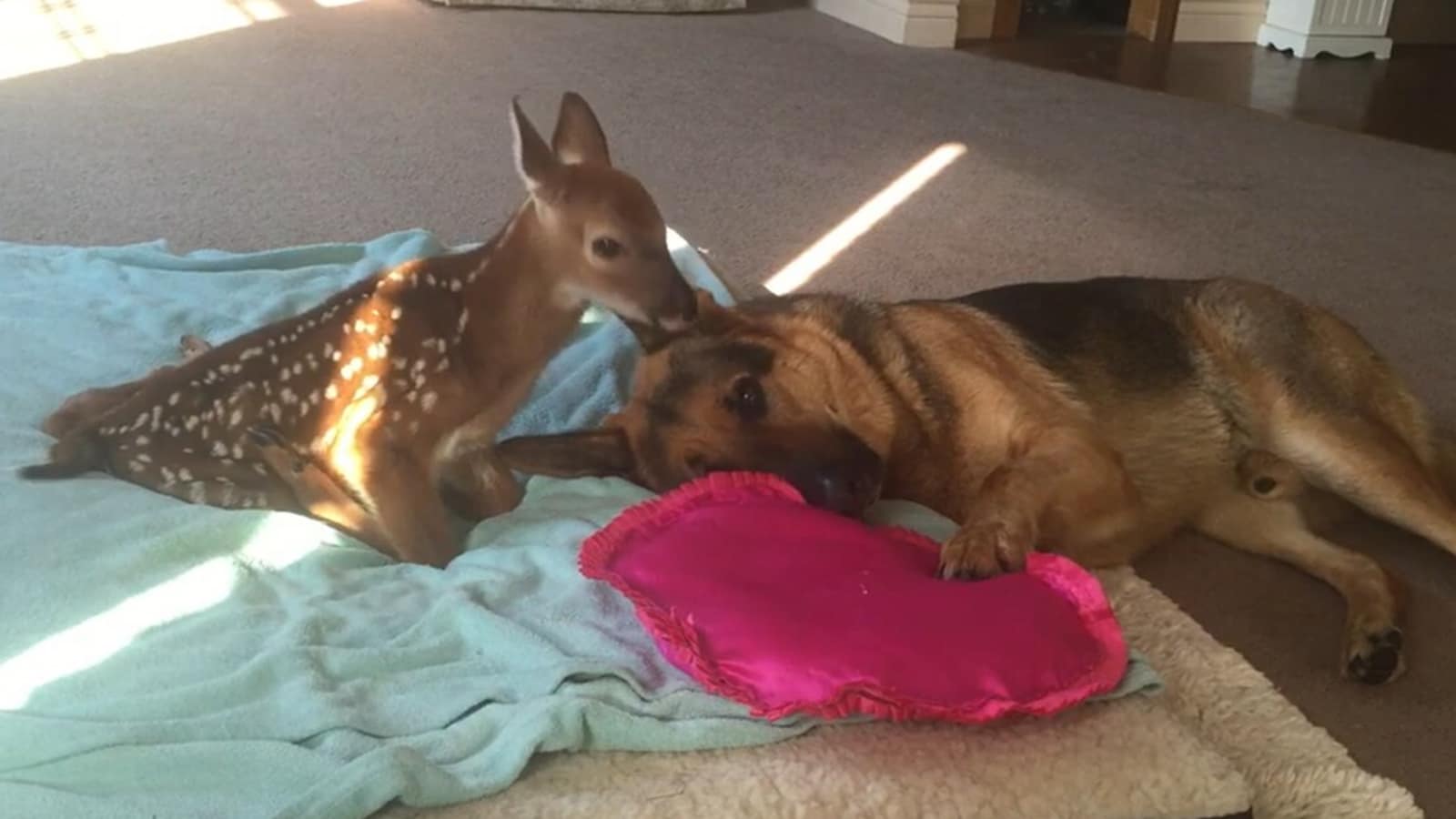 Doggo sweetly comforts injured baby deer. Watch cute animal video |  Trending - Hindustan Times