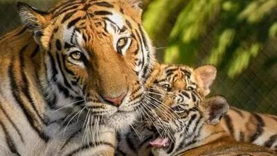 Madhya Pradesh has two facilities- Van Vihar in Bhopal and Mukundpur Tiger Safari in Satna - where rescued animals are kept on a temporary and permanent basis (FIle Photo/Representational image) Madhya Pradesh has two facilities- Van Vihar in Bhopal and Mukundpur Tiger Safari in Satna - where rescued animals are kept on a temporary and permanent basis (FIle Photo/Representational image)