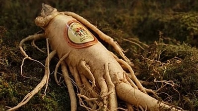 Ginseng: Ginseng, a root of plant that is grown primarily in North America improves your response to secretion of insulin. (Pixabay) Ginseng: Ginseng, a root of plant that is grown primarily in North America improves your response to secretion of insulin. (Pixabay)