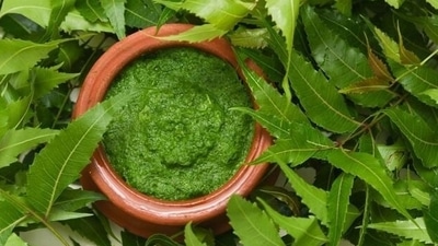 Neem: Neem, a natural herb, has been trusted from ages for its wonderful medicinal properties. From removing toxins from body to taking care of dental and skin issues, Neem has multiple health benefits. Neem is also packed with flavonoids, glycosides, and triterpenoids that help control blood sugar levels. Taking it twice every day if you have diabetes. (Shutterstock) Neem: Neem, a natural herb, has been trusted from ages for its wonderful medicinal properties. From removing toxins from body to taking care of dental and skin issues, Neem has multiple health benefits. Neem is also packed with flavonoids, glycosides, and triterpenoids that help control blood sugar levels. Taking it twice every day if you have diabetes. (Shutterstock)