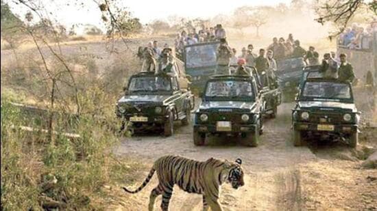 Ranthambore had 79 tigers in July 2021 when the state forest department conducted the last estimation. (HT Photo) Ranthambore had 79 tigers in July 2021 when the state forest department conducted the last estimation. (HT Photo)
