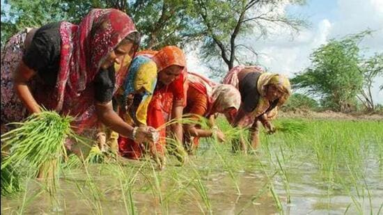 The revival of traditional crop varieties will not only help farmers to bring down dependency on chemical fertilisers and thereby increasing profit, but also help fight the vagaries of nature including flood, rising salinity and drought triggered by climate change and global warming. (Representational Image/HT File Photo)