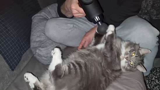 The catto looking at the camera while getting its paw massaged by a massage gun.&nbsp;(Jukin Media)