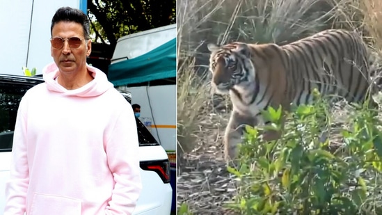 Akshay Kumar posts a video of a tiger.