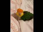 The cute little bird trying to ‘fix’ the blanket so he can snuggle up with his human before bed. (instagram/@malenysflock_official)