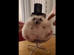 A screengrab from the video shared by Jennifer Garner where a hedgehog sits on a tiny chair, wearing a hat.(instagram/@peterquill_thehedgehog) A screengrab from the video shared by Jennifer Garner where a hedgehog sits on a tiny chair, wearing a hat.(instagram/@peterquill_thehedgehog)