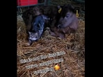 Poppy the cow and Ivy the cat after they got caught snuggling with each other. (instagram/@pebblecreekhomestead) Poppy the cow and Ivy the cat after they got caught snuggling with each other. (instagram/@pebblecreekhomestead)