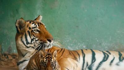 The Brihanmumbai Municipal Corporation (BMC) on Tuesday christened a Humboldt penguin chick and a tiger cub born in Veermata Jijabai Bhonsale Udyan (BMC) The Brihanmumbai Municipal Corporation (BMC) on Tuesday christened a Humboldt penguin chick and a tiger cub born in Veermata Jijabai Bhonsale Udyan (BMC)