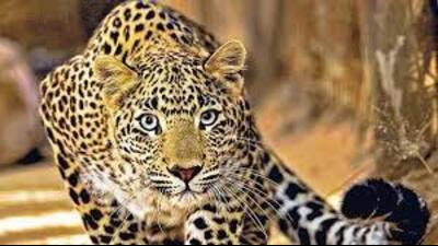 The forest department has also started preparations to install cages in villages near Katarniaghat Wildlife Sanctuary (KWS) to trap the leopards. (Pic for representation) The forest department has also started preparations to install cages in villages near Katarniaghat Wildlife Sanctuary (KWS) to trap the leopards. (Pic for representation)