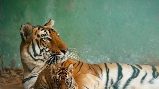 The Brihanmumbai Municipal Corporation (BMC) on Tuesday christened a Humboldt penguin chick and a tiger cub born in Veermata Jijabai Bhonsale Udyan (BMC)