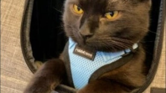 The cat observing the surroundings and enjoying the train journey with his human. The cat observing the surroundings and enjoying the train journey with his human.