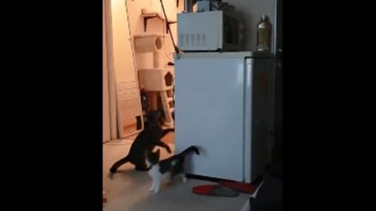 The image, taken from the Reddit video, shows the mama cat and her kitten looking at the stuck toy.(Reddit/@Key_Sympathy)