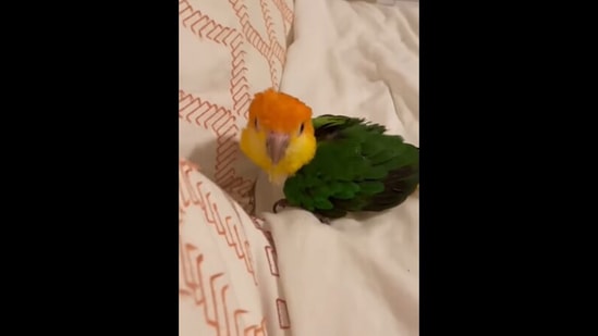 The cute little bird trying to ‘fix’ the blanket so he can snuggle up with his human before bed. (instagram/@malenysflock_official) The cute little bird trying to ‘fix’ the blanket so he can snuggle up with his human before bed. (instagram/@malenysflock_official)