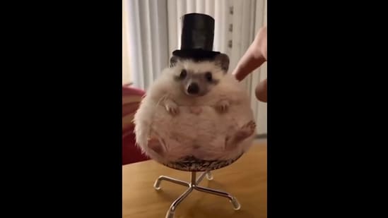 A screengrab from the video shared by Jennifer Garner where a hedgehog sits on a tiny chair, wearing a hat.(instagram/@peterquill_thehedgehog)