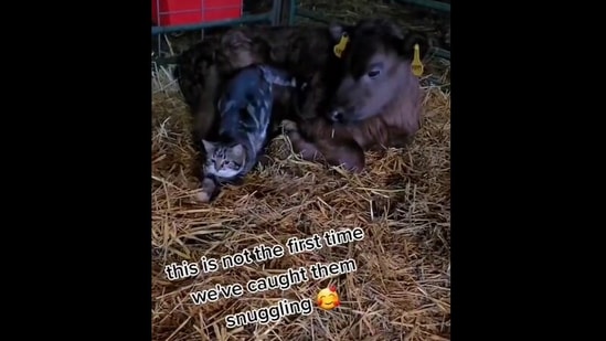 Poppy the cow and Ivy the cat after they got caught snuggling with each other.&nbsp;(instagram/@pebblecreekhomestead)