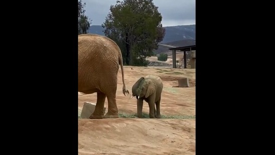 The image, taken from the video, shows the baby elephant putting grass on its head.(Reddit/@lmaosmh)