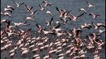 Flamingoes are fast disappearing from Navi Mumbai due to blocking of tidal water to Talawe wetlands, claim environmental activists. (BACHCHAN KUMAR/HT PHOTO) Flamingoes are fast disappearing from Navi Mumbai due to blocking of tidal water to Talawe wetlands, claim environmental activists. (BACHCHAN KUMAR/HT PHOTO)