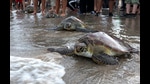 File image. Sea turtles are the most commonly affected species, with 138 Olive Ridleys having been caught-and-released in just over three years (AP) File image. Sea turtles are the most commonly affected species, with 138 Olive Ridleys having been caught-and-released in just over three years (AP)