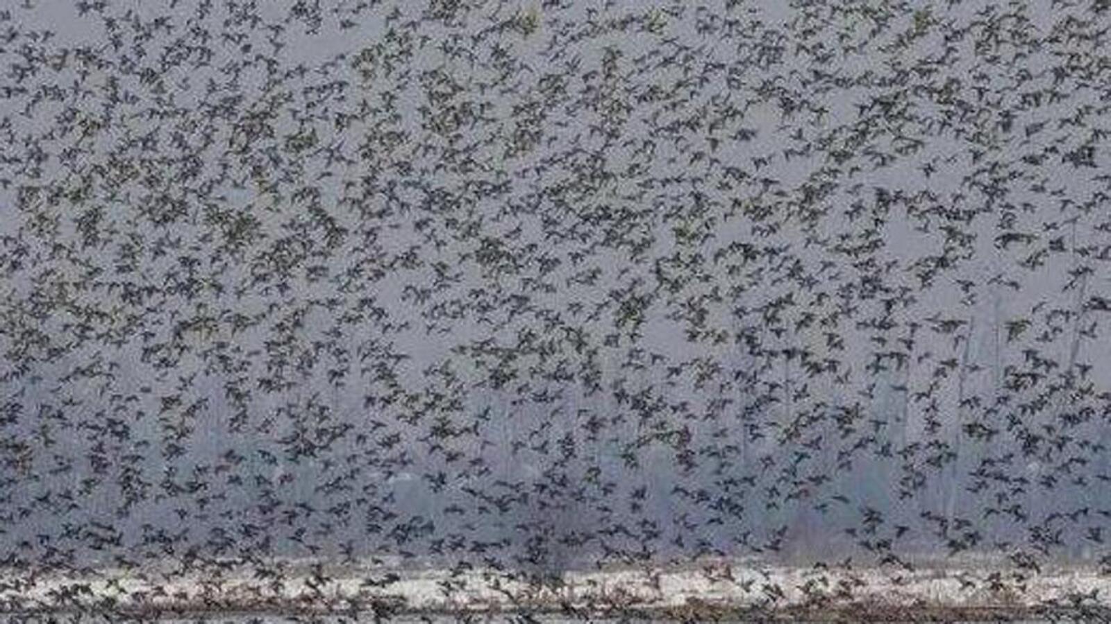 New species among lakhs of migratory birds bring cheers in Kashmir | Latest News India - Hindustan Times New species among lakhs of migratory birds bring cheers in Kashmir | Latest News India - Hindustan Times