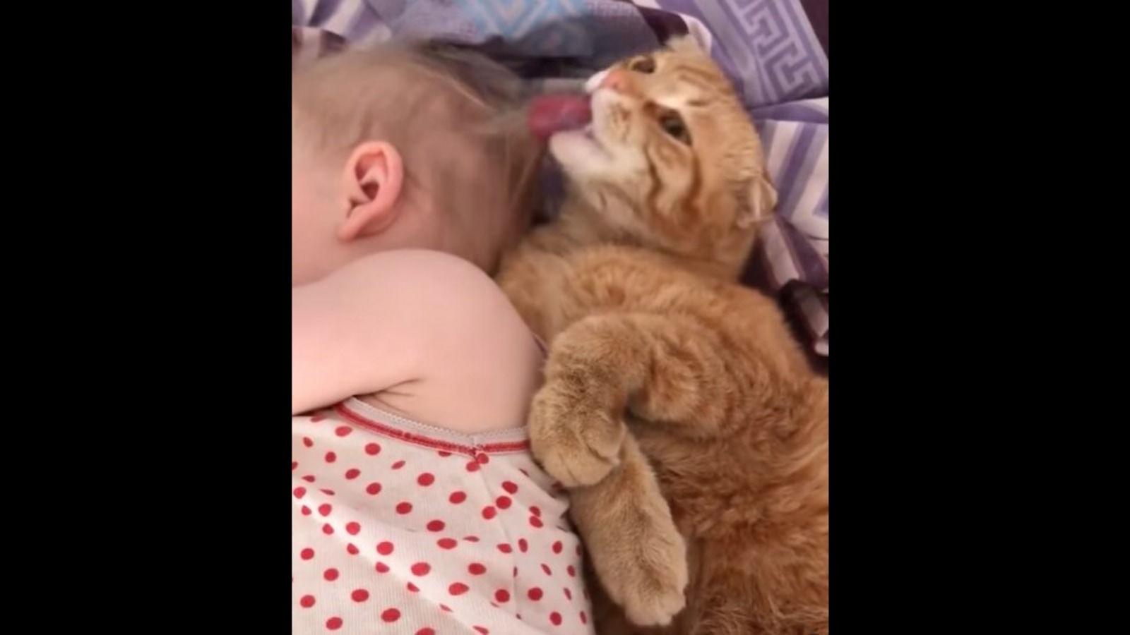 Cat licks baby girl's head to wake her up in a cute yet hilarious ...