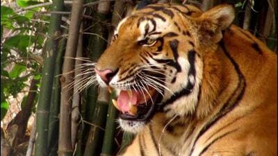 The Union environment ministry is compiling a database on a management information system (MIS) with the information, national tiger conservation authority (NTCA) officials said. The Union environment ministry is compiling a database on a management information system (MIS) with the information, national tiger conservation authority (NTCA) officials said.