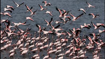 Flamingoes are fast disappearing from Navi Mumbai due to blocking of tidal water to Talawe wetlands, claim environmental activists. (BACHCHAN KUMAR/HT PHOTO)