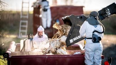 The US agency has advised people to minimise direct contact with wild gloves by using gloves since wild birds can get infected with H5N1 without appearing sick. (AFP / representational image) The US agency has advised people to minimise direct contact with wild gloves by using gloves since wild birds can get infected with H5N1 without appearing sick. (AFP / representational image)