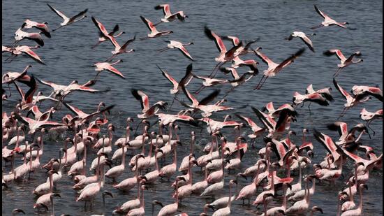 Flamingoes are fast disappearing from Navi Mumbai due to blocking of tidal water to Talawe wetlands, claim environmental activists. (BACHCHAN KUMAR/HT PHOTO)