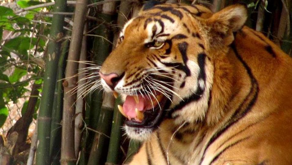 Director of the zoo Dharam Deo Rai, who took charge on February 21, said the deaths occurred before his tenure and that he will need time to assess the cases. (File photo)