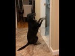 This doggo anxiously waited for its grandpa outside the washroom and got a hug. (Jukin Media) This doggo anxiously waited for its grandpa outside the washroom and got a hug. (Jukin Media)