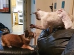A screengrab from the video that shows three friends - a dog, a cat and a rat. (Jukin Media) A screengrab from the video that shows three friends - a dog, a cat and a rat. (Jukin Media)